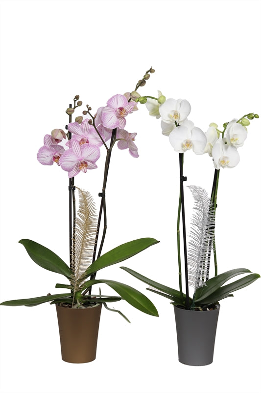 Phalaenopsis mix 55cm 12cm Pot
