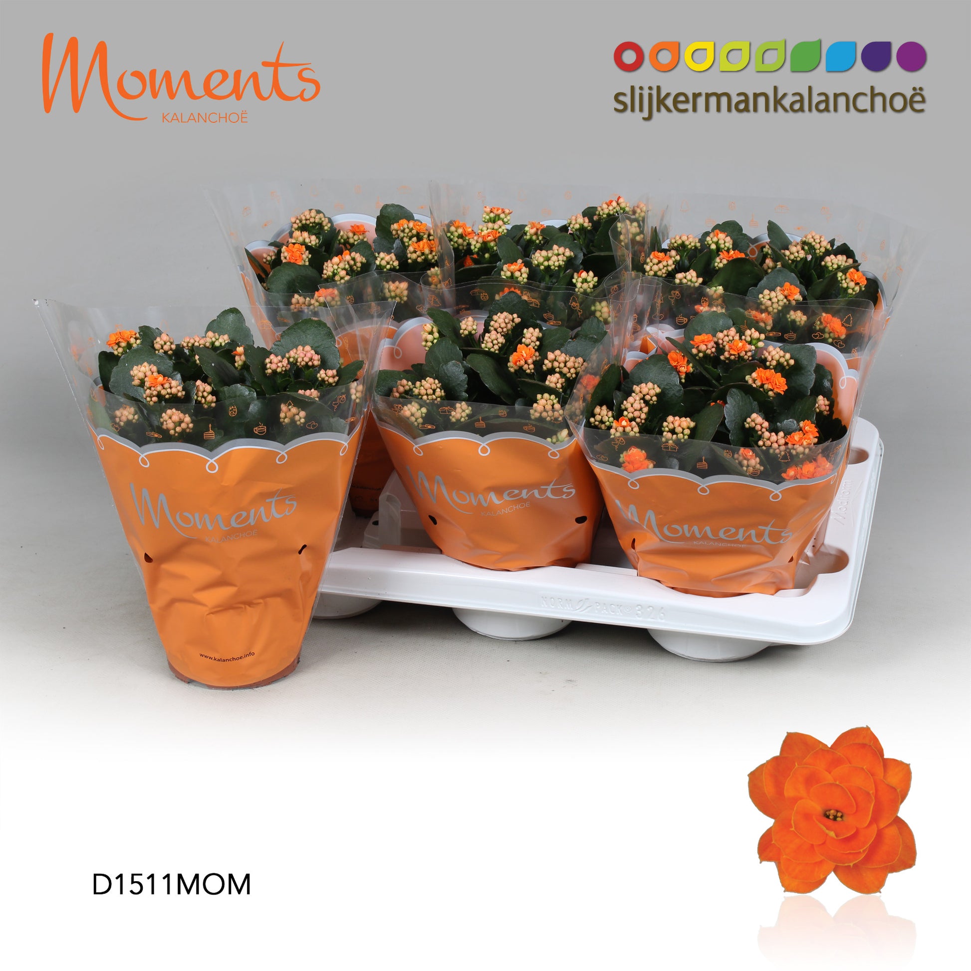 Kalanchoe orange 26cm 15cm Pot