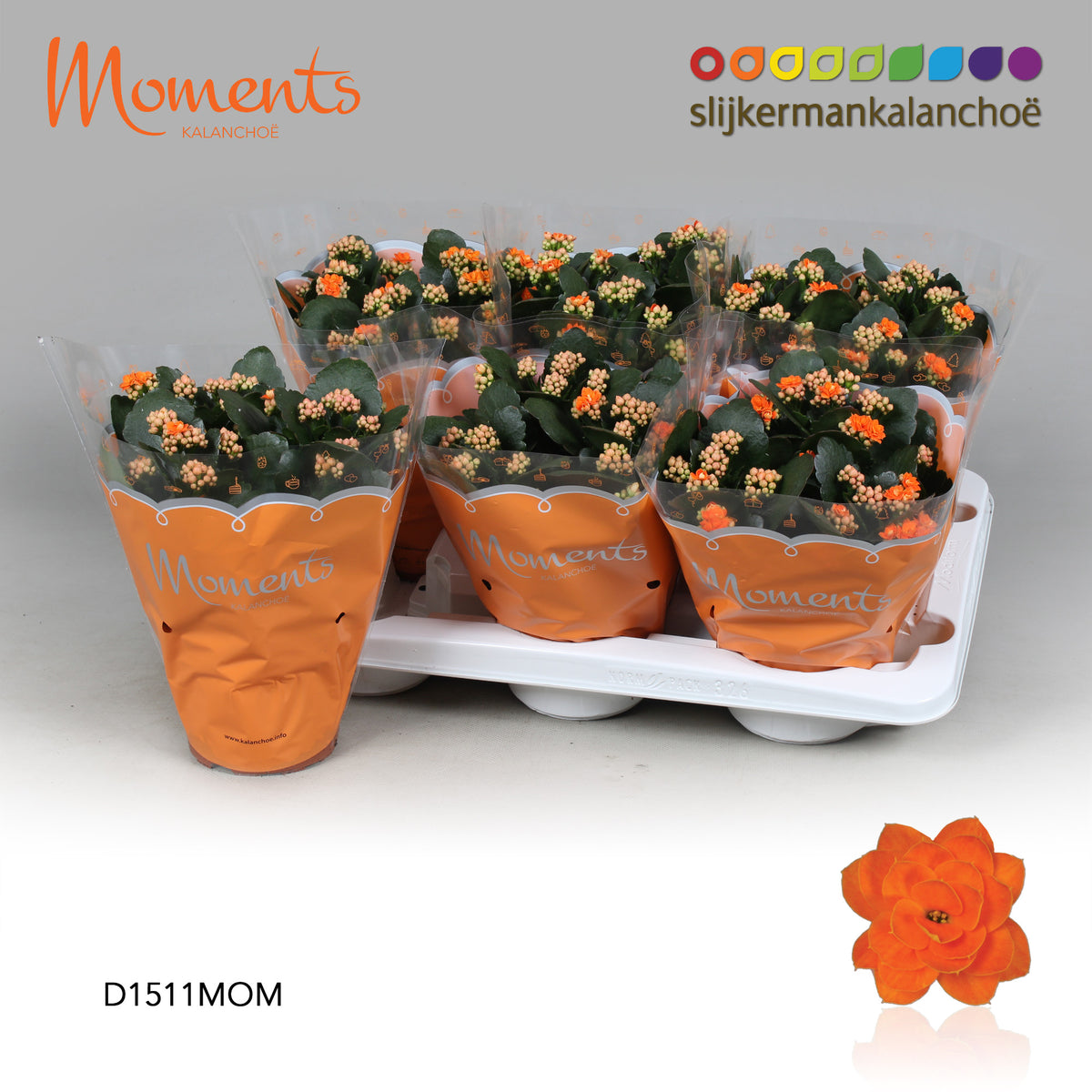 SlijkermanKalanchoe Kalanchoe orange Pack of 6