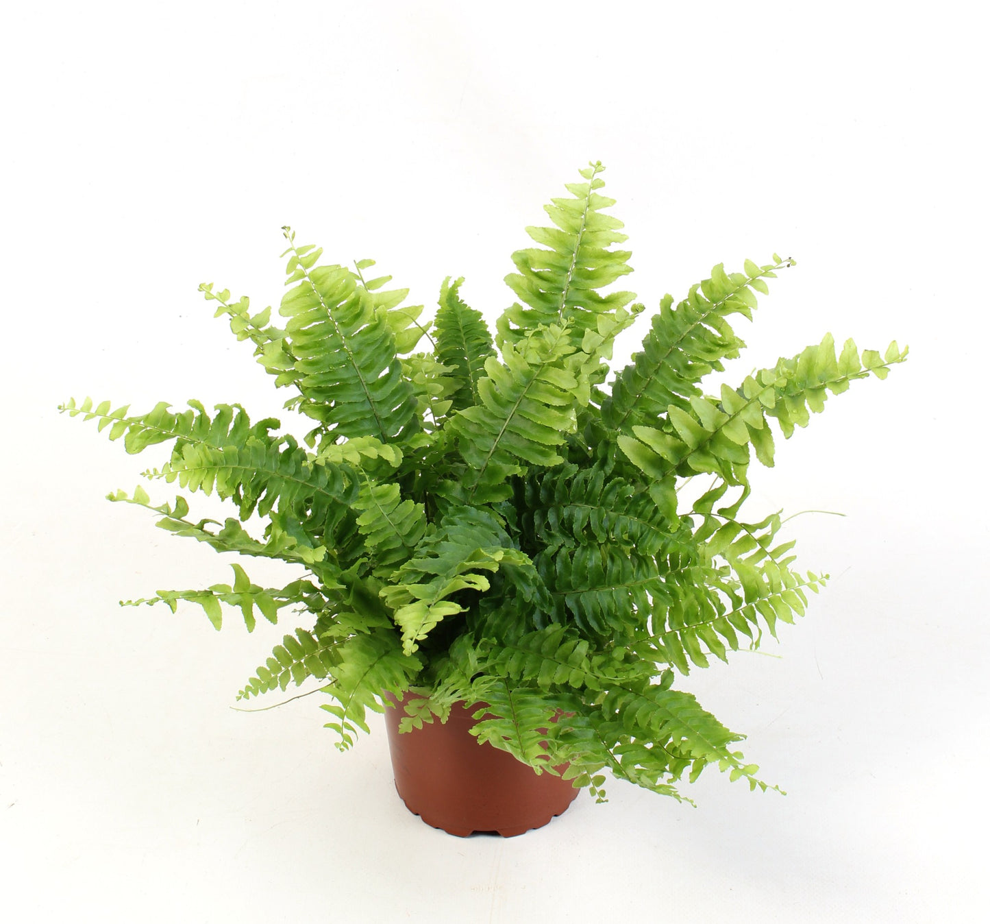 Nephrolepis Green Moment 20cm 12cm Pot