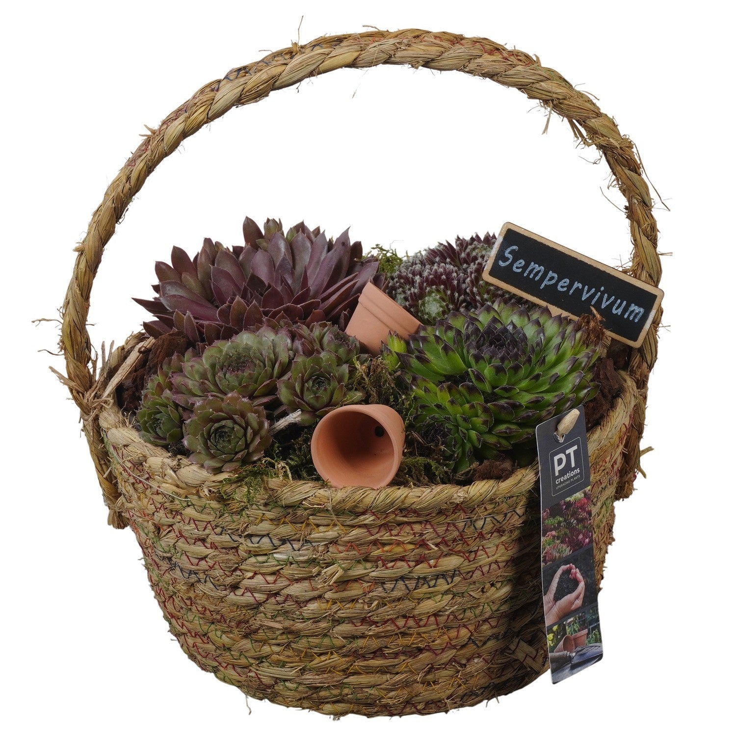 arr. Sempervivum 26cm 23cm Pot