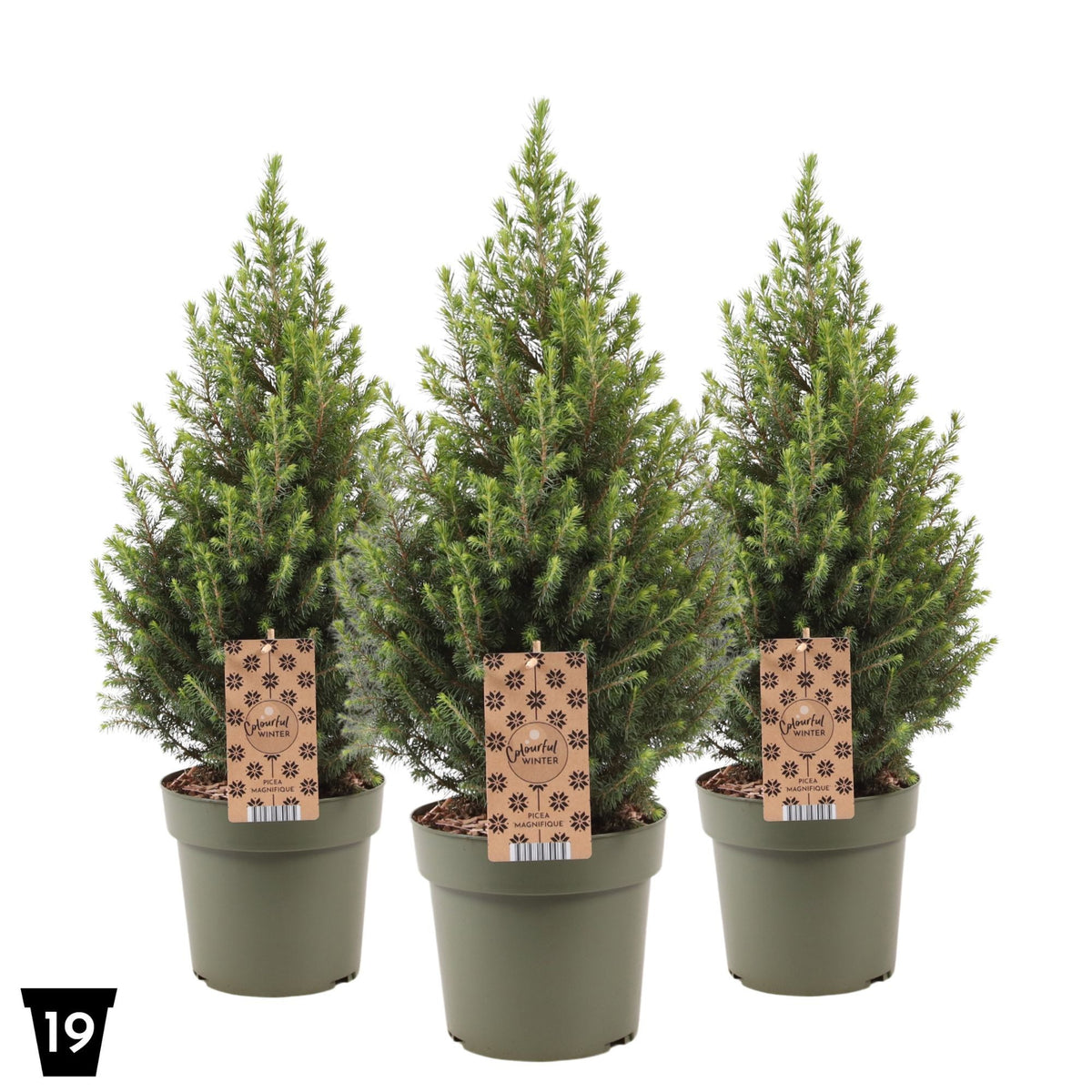 Picea gl. Magnifique 65cm 19cm Pot