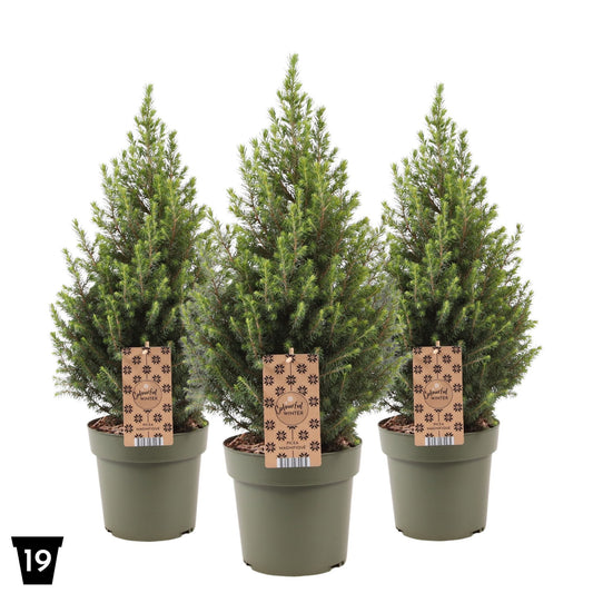 Picea gl. Magnifique 65cm 19cm Pot