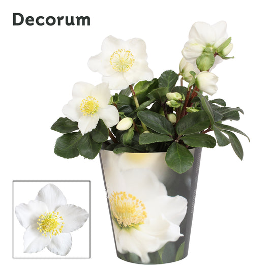 Helleborus niger Christmas Carol 22cm 12cm Pot