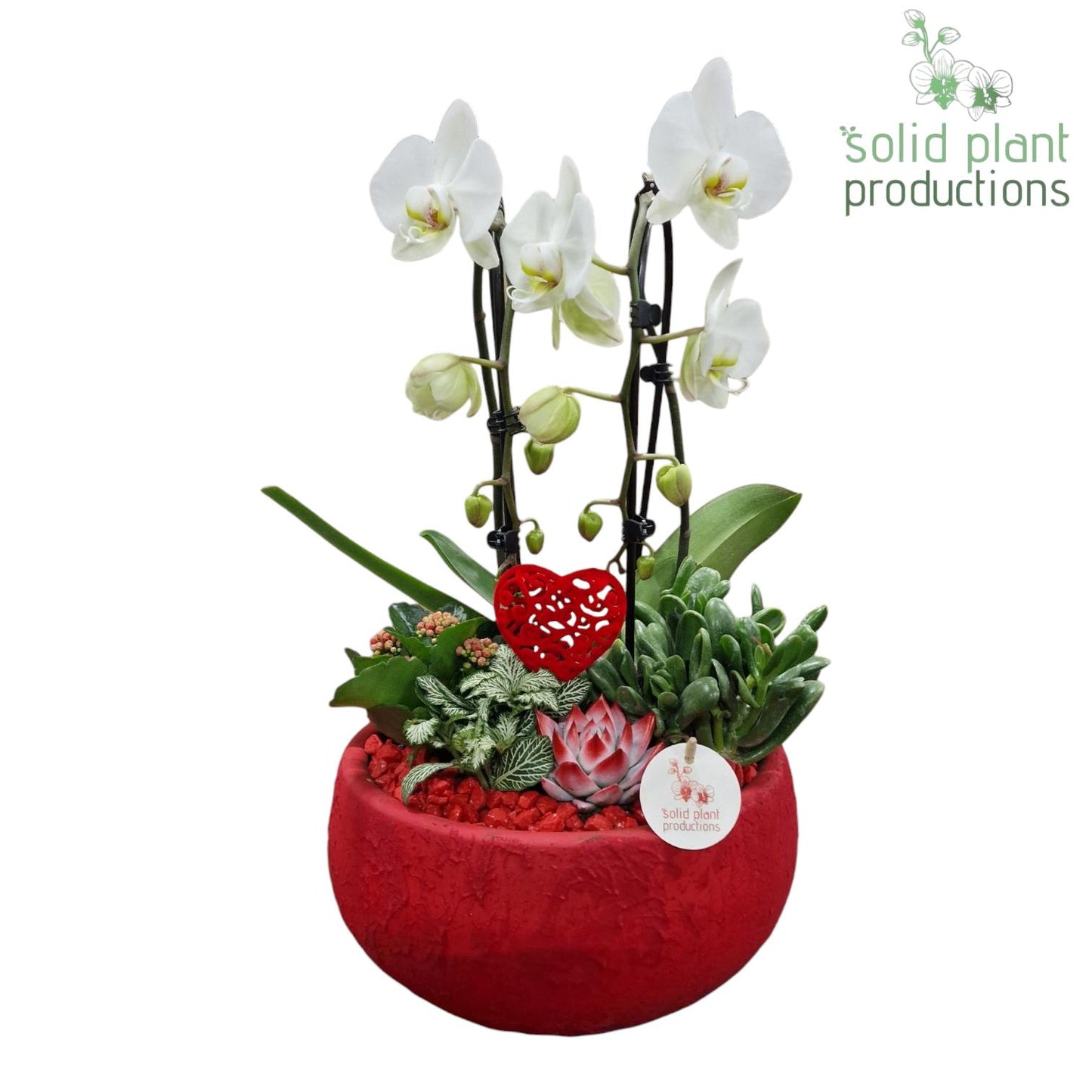 PH044 Esra Red Cascade 50cm 28cm Pot