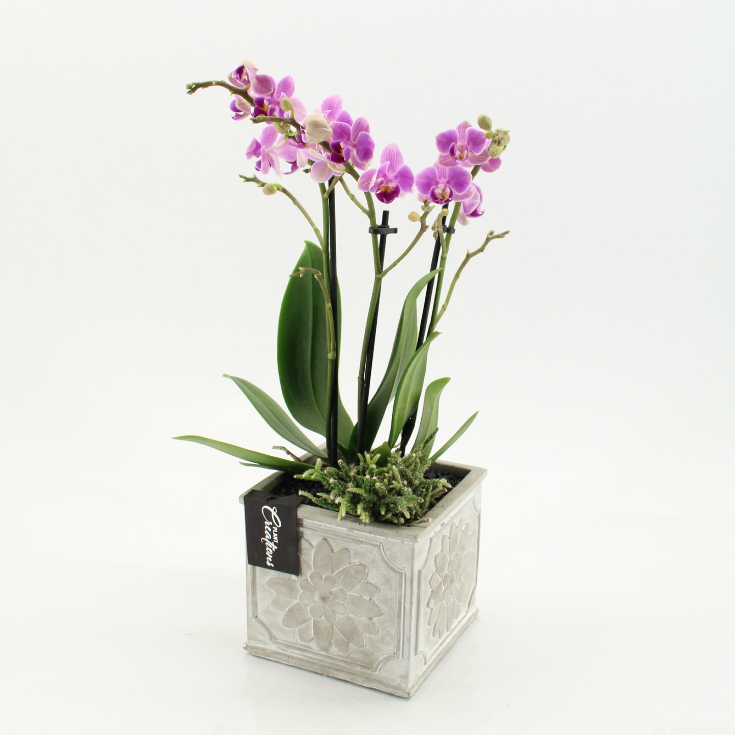 PHAL-2649RZ Phalaenopsis creatie 45cm 13cm Pot