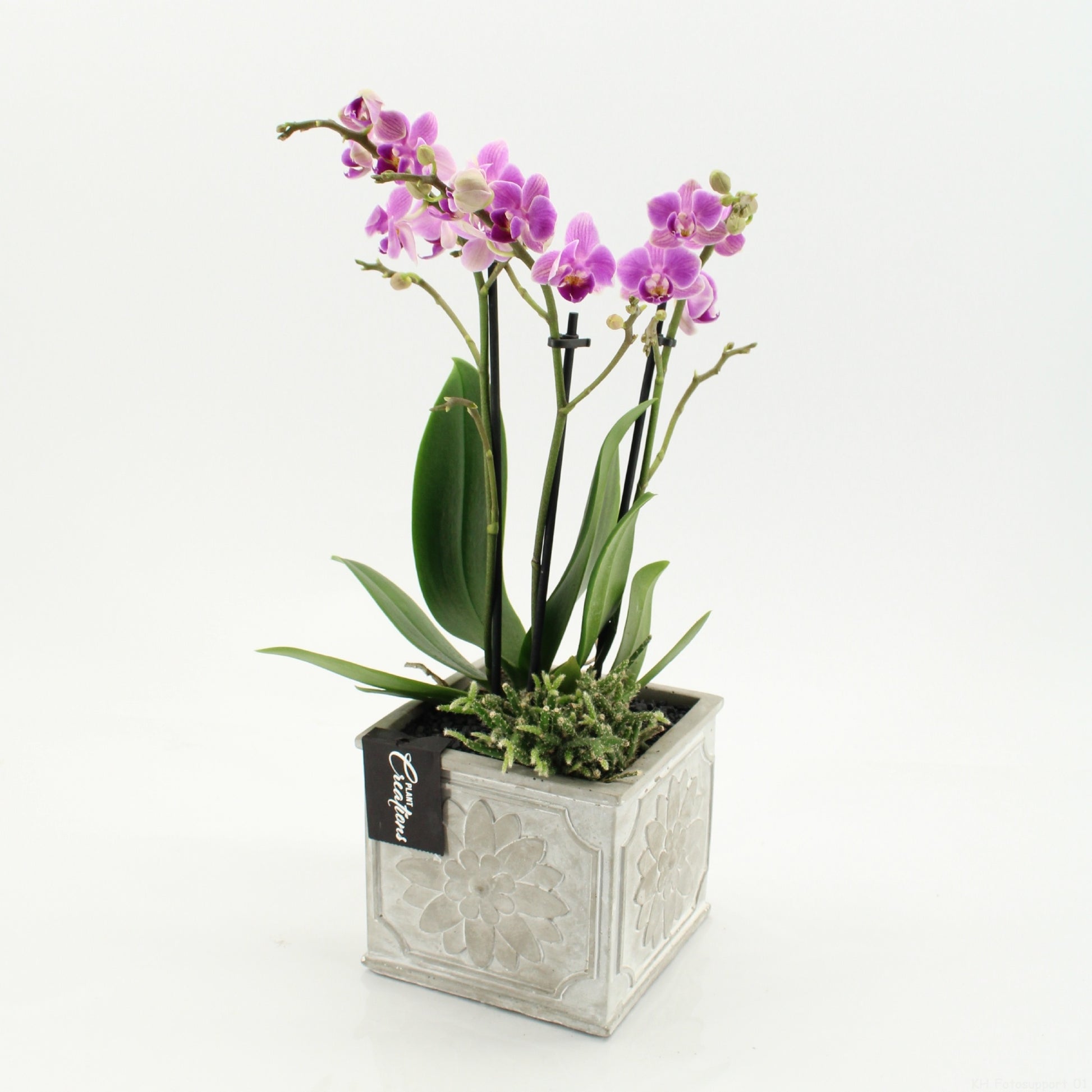 PHAL-2649RZ Phalaenopsis creatie 45cm 13cm Pot