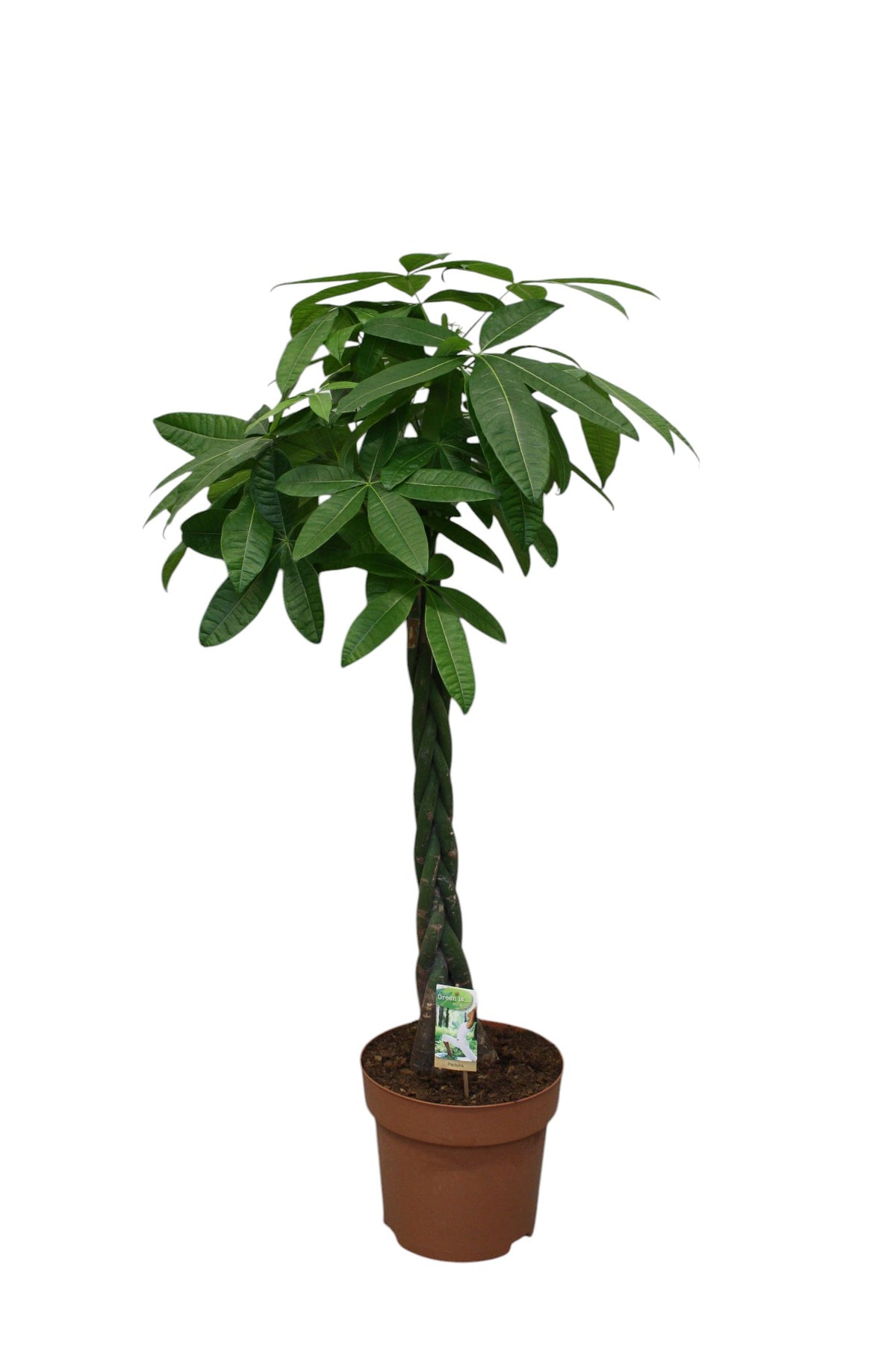Pachira aquatica 180cm 30cm Pot