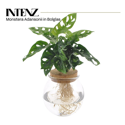 VDE plant BV Monstera adansonii 12cm bolglas+ klikkurk Pack of 3