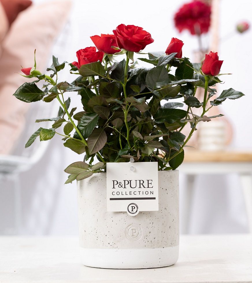 Rosa Beau Monde red 28cm 12cm Pot