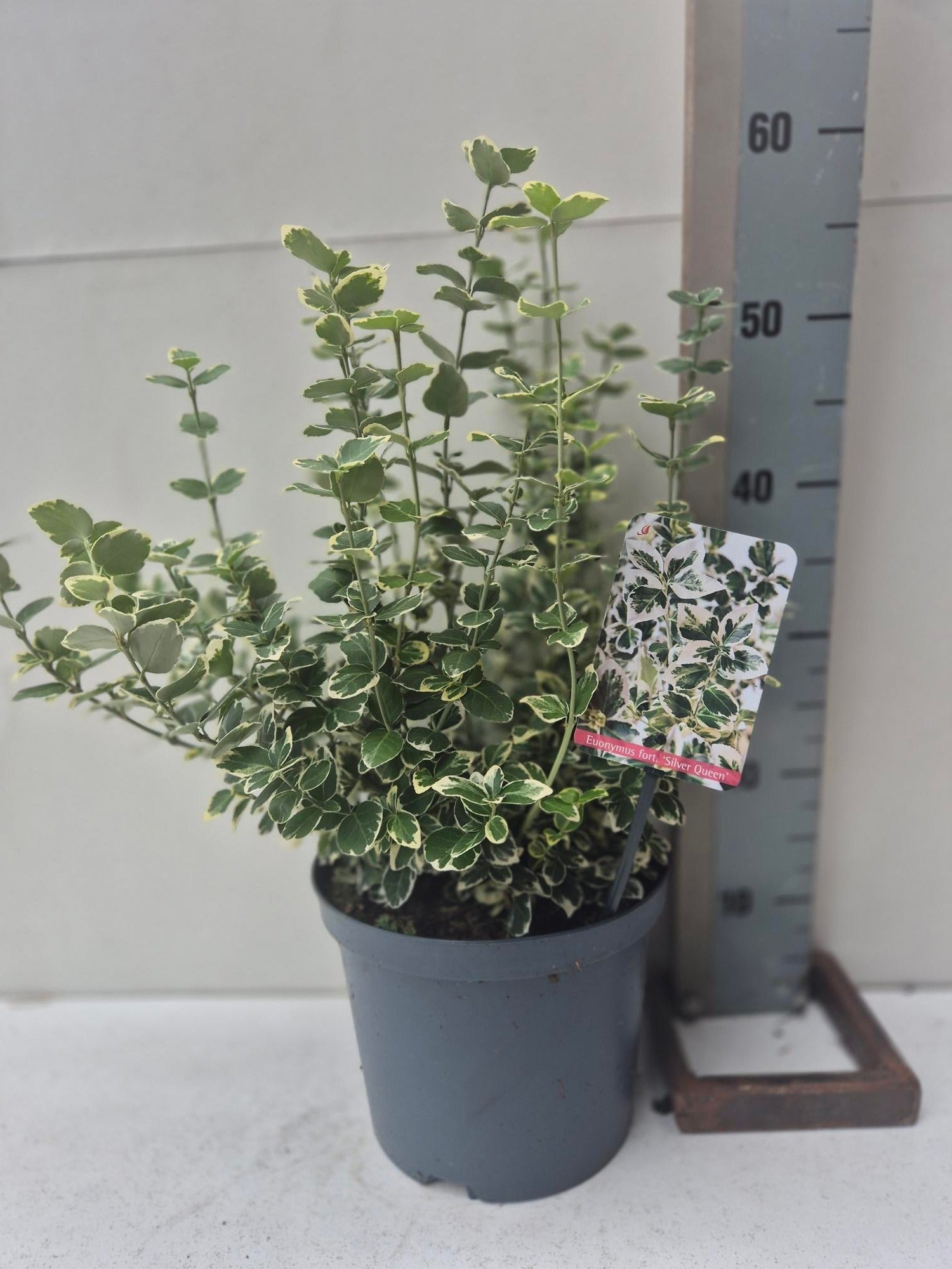 Euonymus Silver Queen 60cm 23cm Pot
