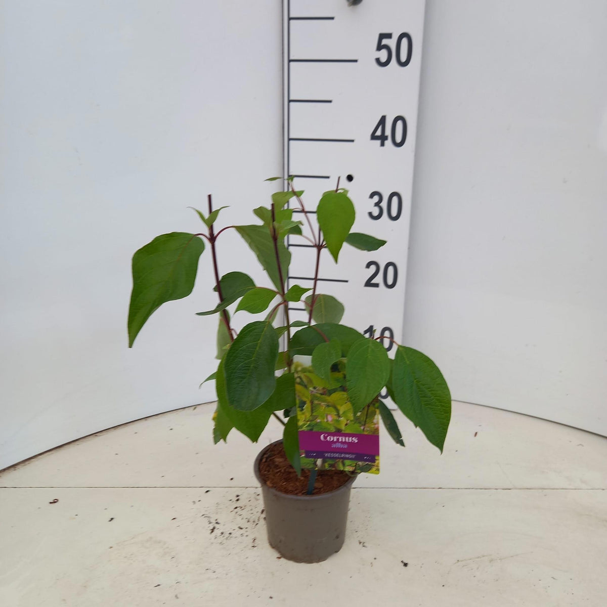 Cornus alba Kesselringii 30cm 12cm Pot