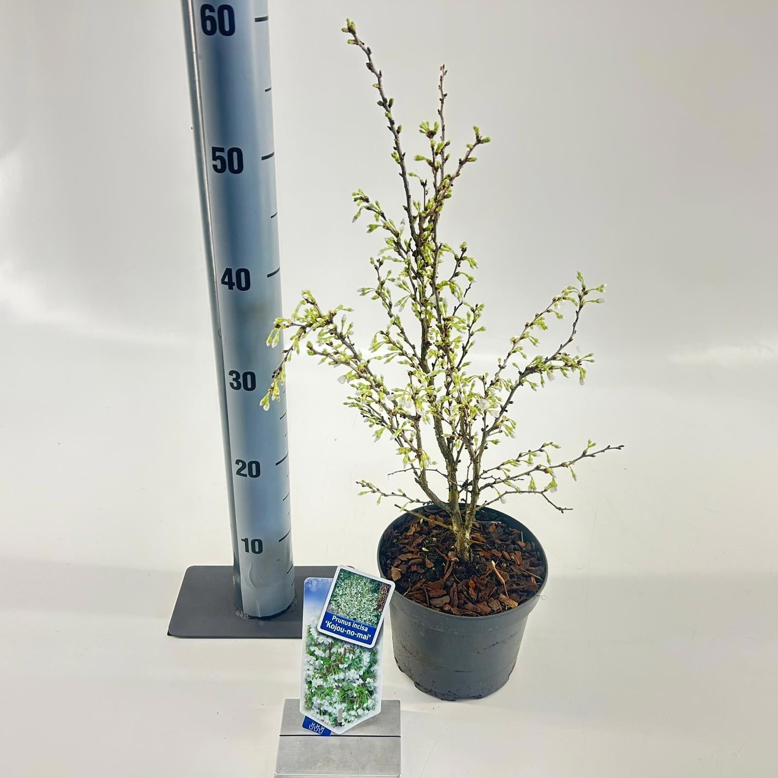 Prunus incisa Kojou-no-mai 35cm 17cm Pot