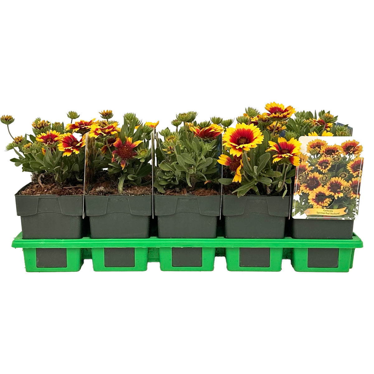 Gaillardia mix 25cm 11cm Pot