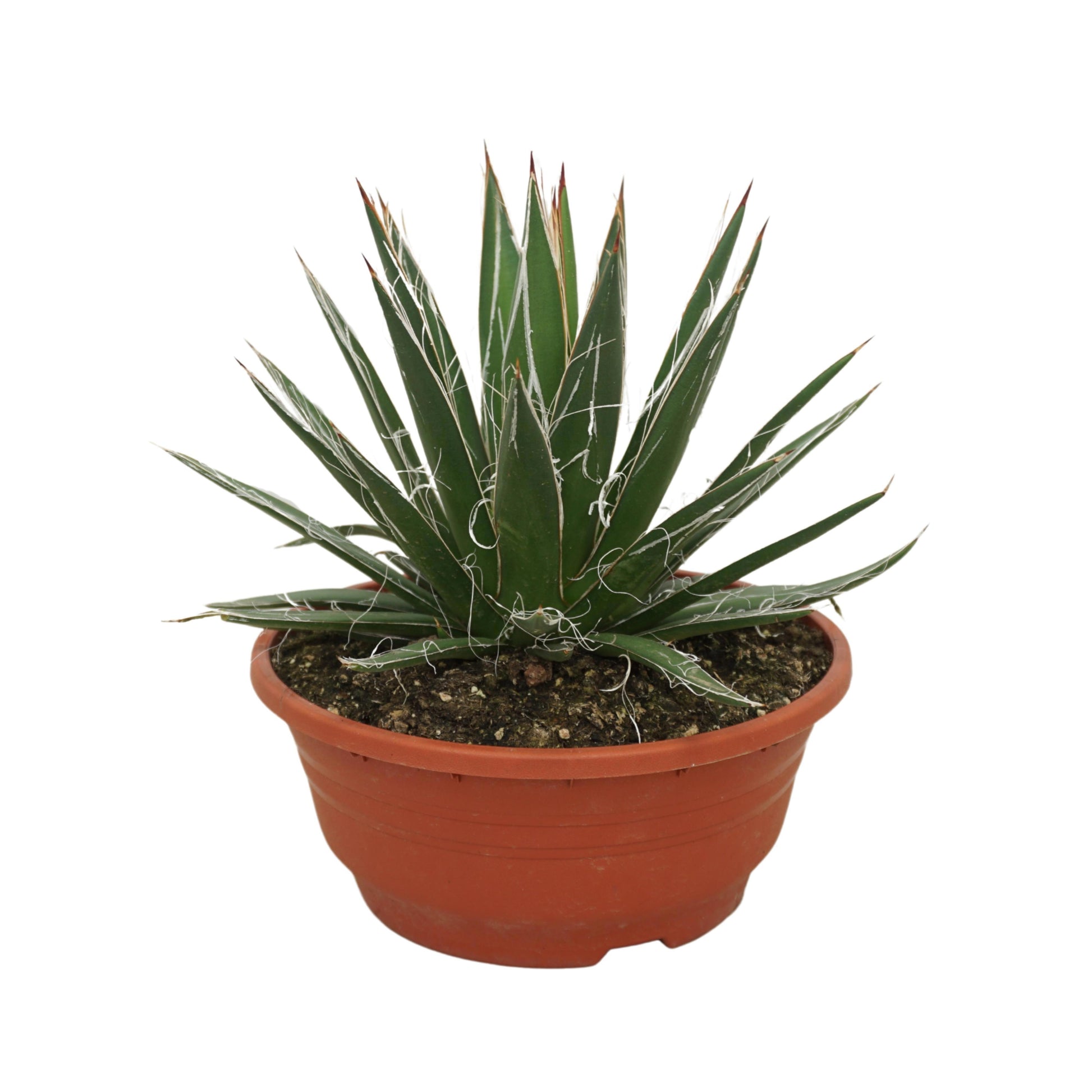 Ubink BV, hkw. Agave filifera Pack of 2