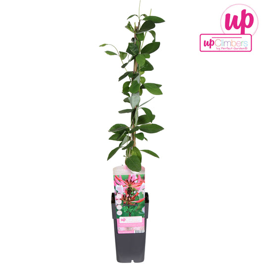 Lonicera Serotina 65cm 15cm Pot