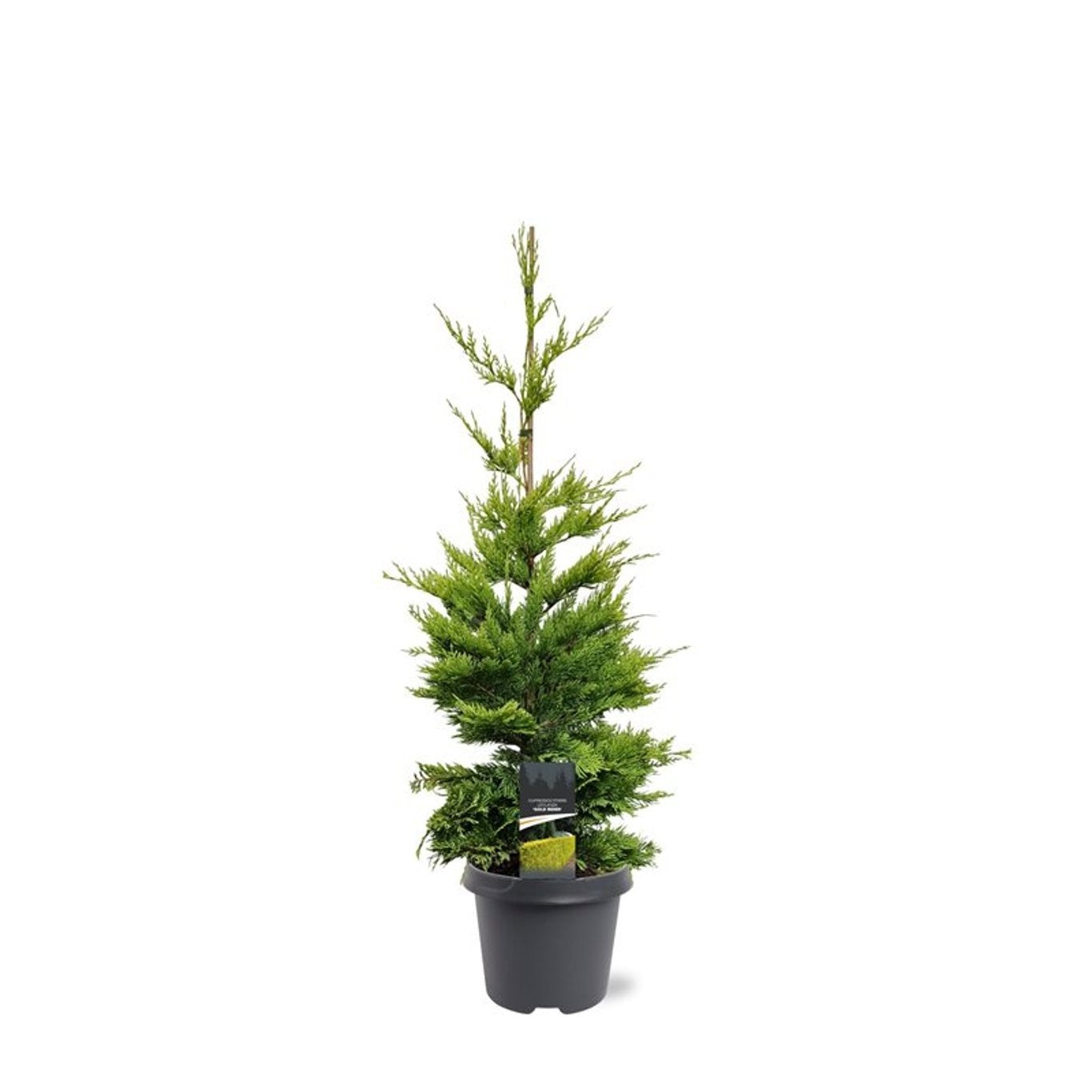 Cupressocyparis ley. Gold Rider 110cm 23cm Pot