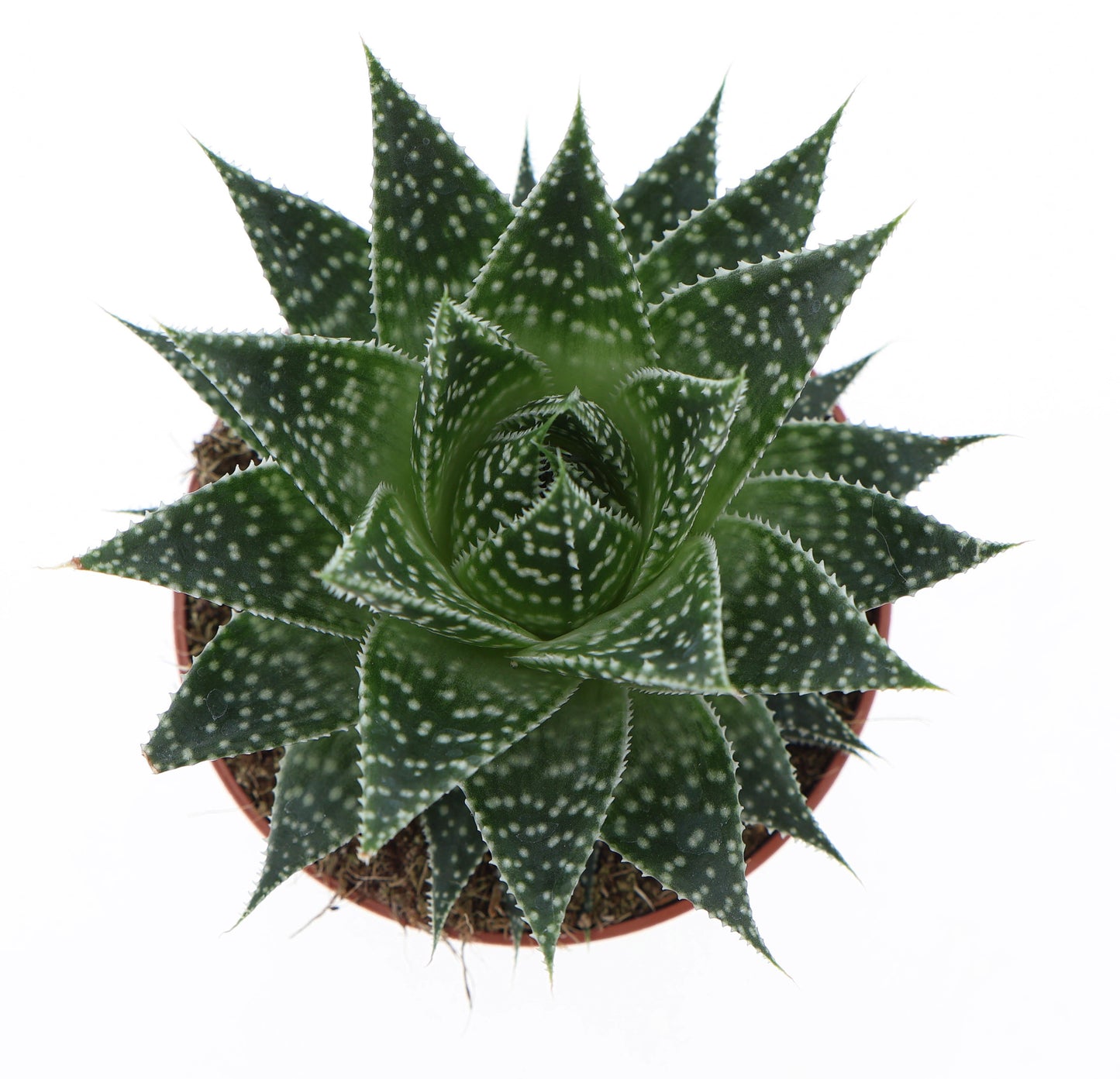 Euro Cactus Holland Bv Gasteria Pack of 8