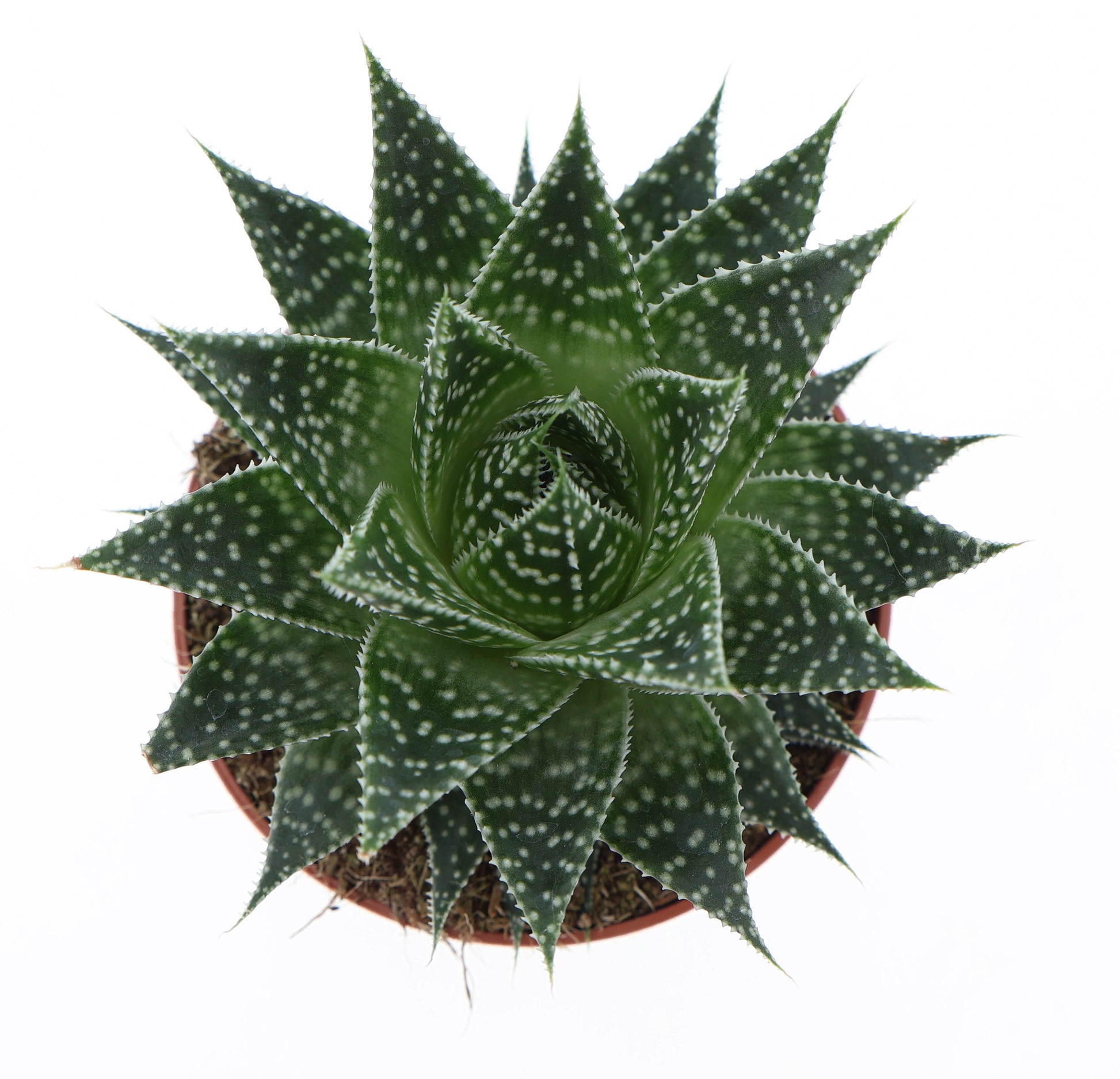Euro Cactus Holland Bv Gasteria Pack of 8