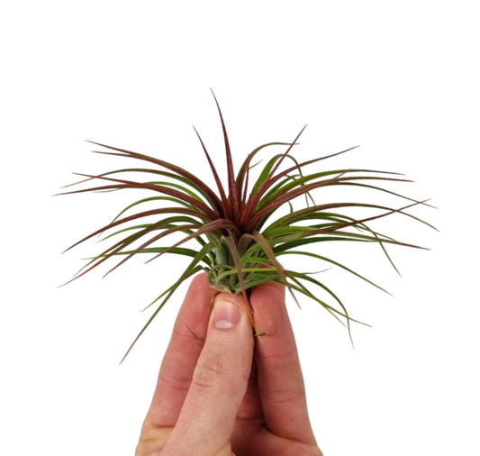 Tillandsia ionantha 8cm 10cm Pot