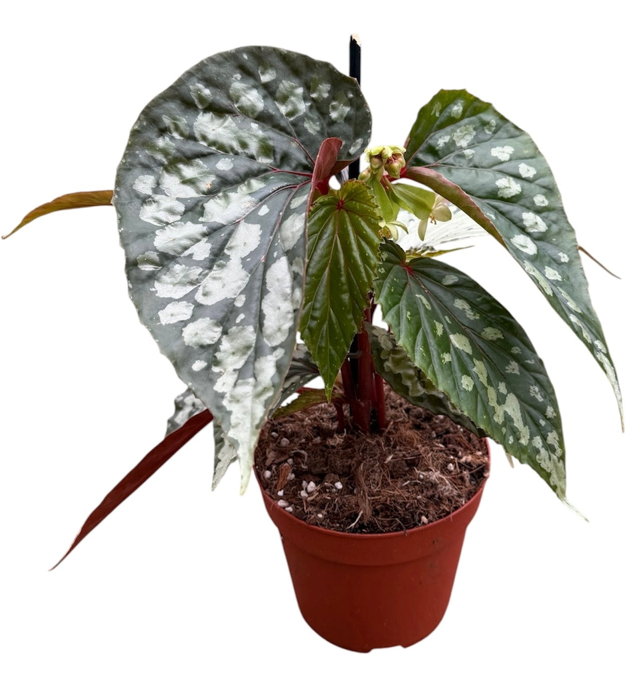 Begonia Cottage Bright Red 30cm 14cm Pot