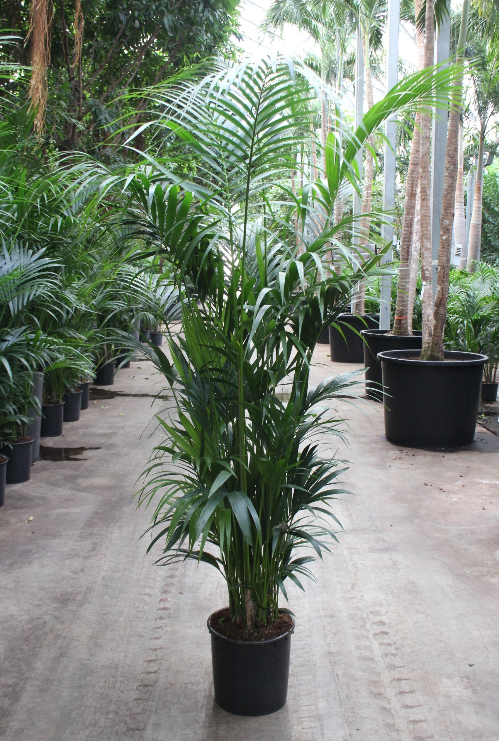 Howea forsteriana 220cm 34cm Pot