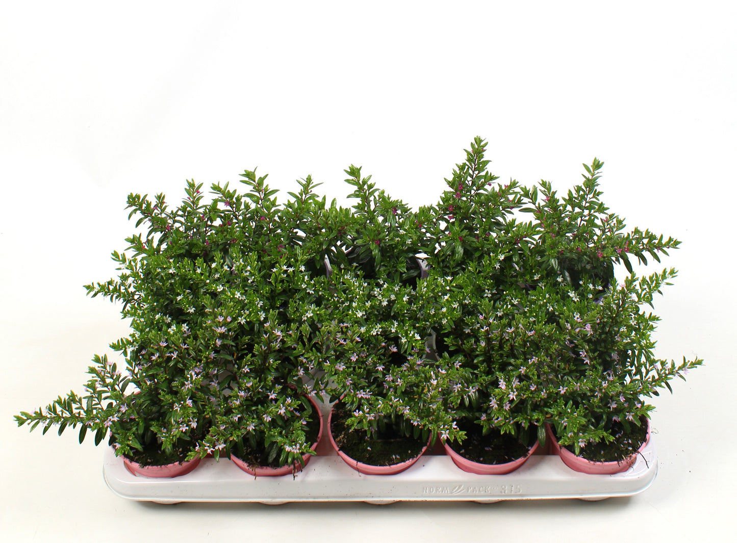 Cuphea hyssopifolia 15cm 510cm Pot