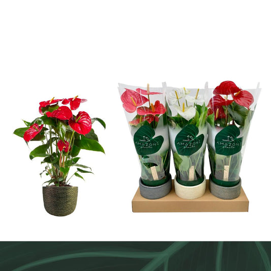 Anthurium mix (+ drp.ceramic) 52cm 14cm Pot