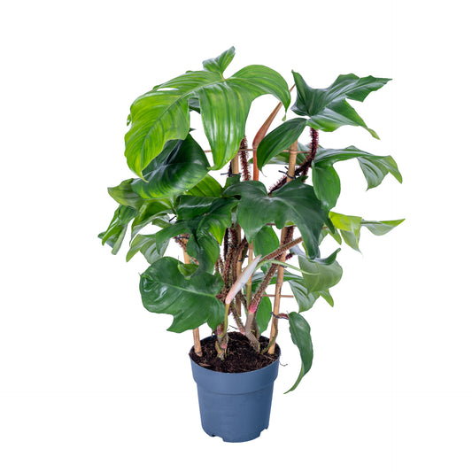 Philodendron Squamiferum 65cm 17cm Pot