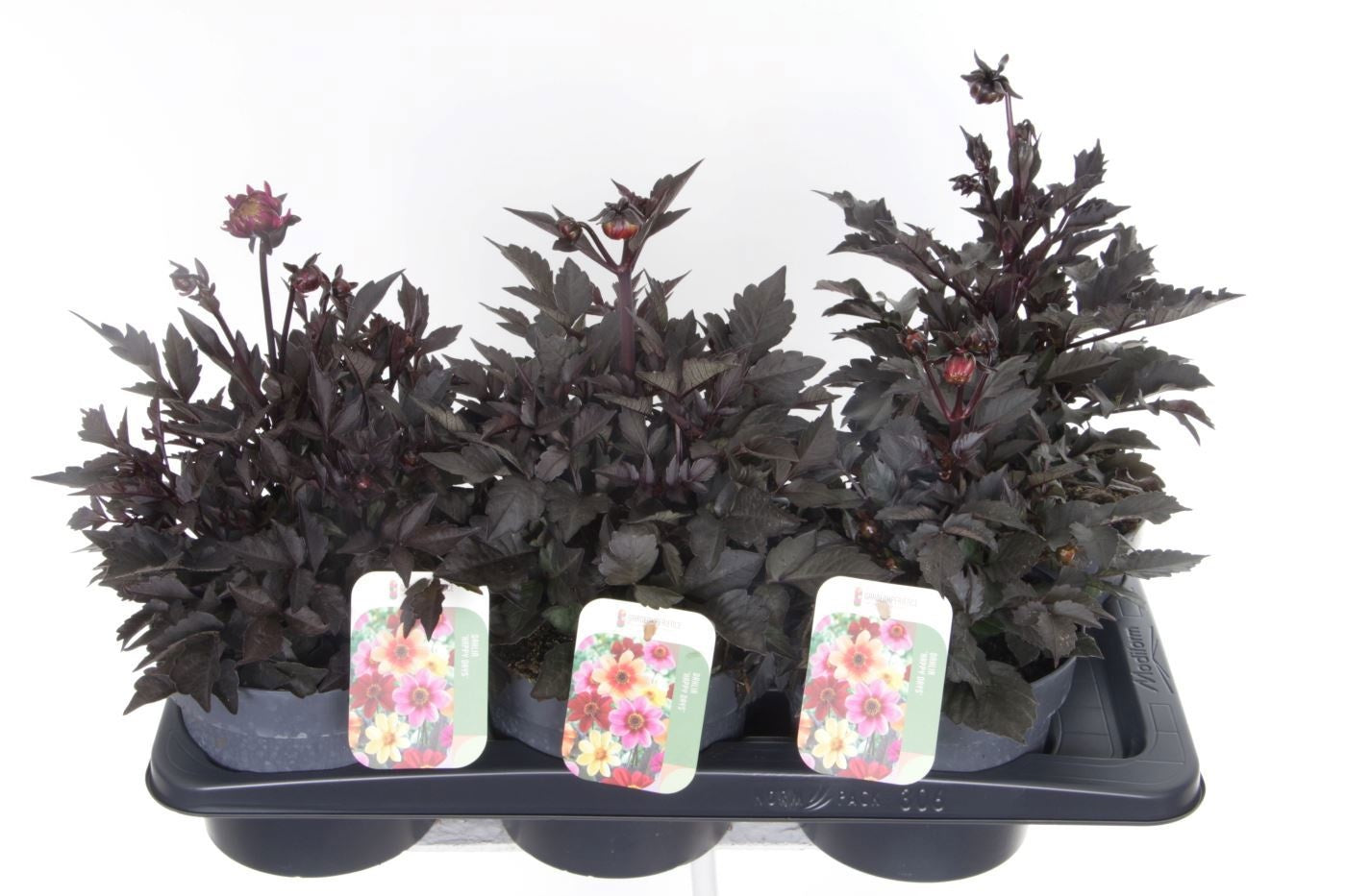 Noordpoel BV, Kw. de Dahlia Gardenetta Pearl Pack of 6