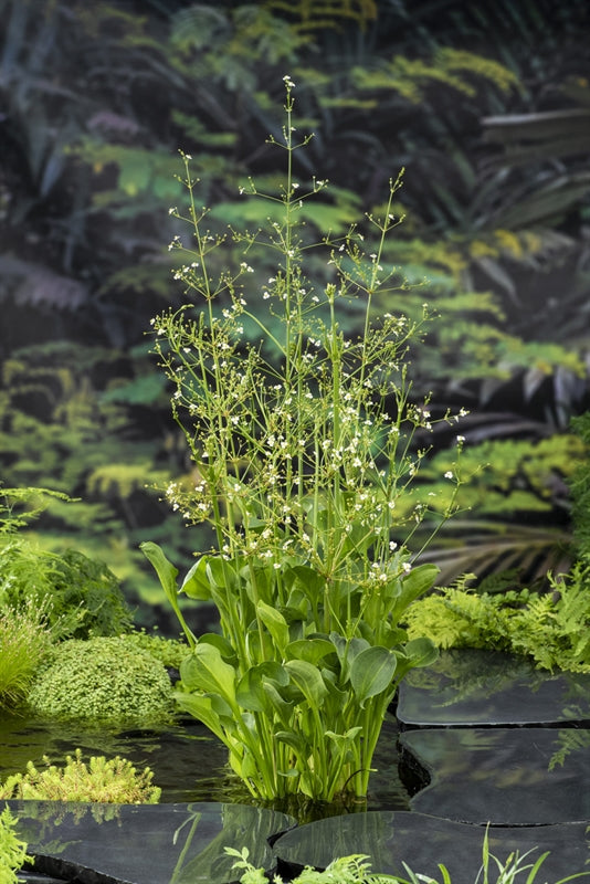 Alisma parviflorum 20cm 18cm Pot