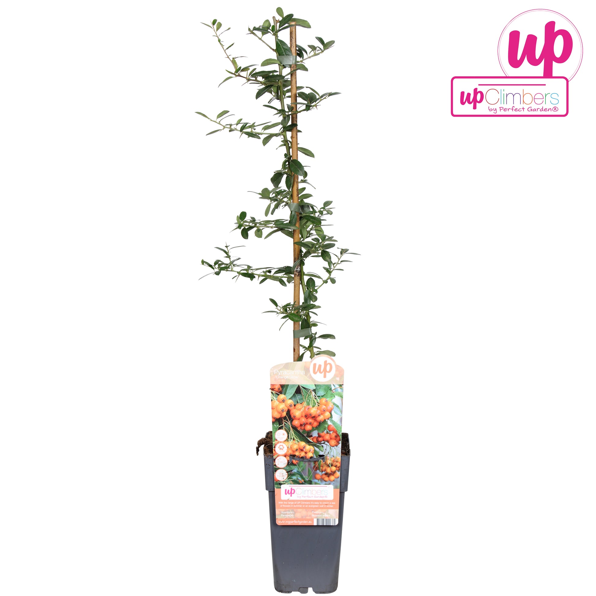 Pyracantha Orange Glow 65cm 15cm Pot