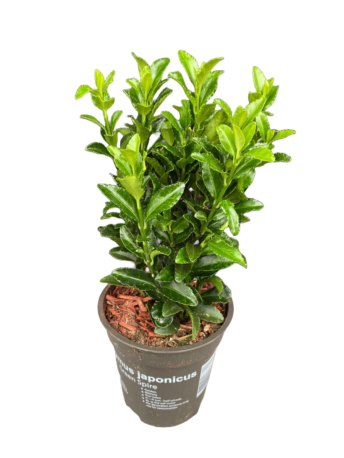 Euonymus Green Spire 25cm 9cm Pot