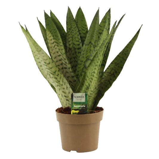 Duijn-Hove BV, kwekerij Sansevieria Zeylanica Pack of 7