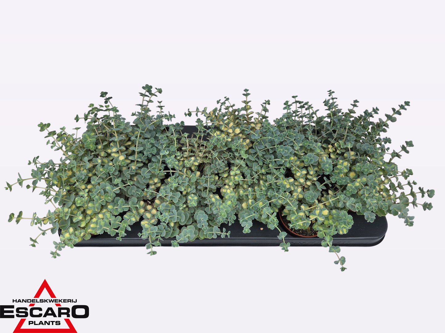 Sedum sieboldii Mediovariegatum 14cm Special Pot (508)