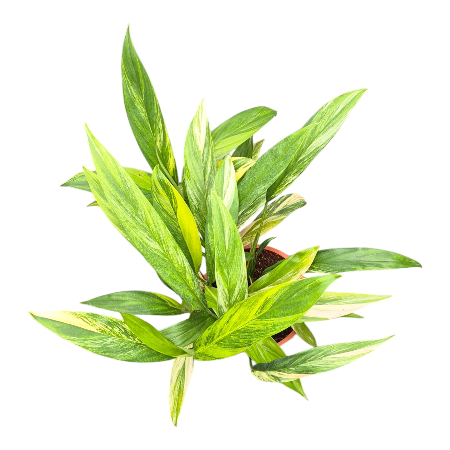 Epipremnum 40cm 17cm Pot