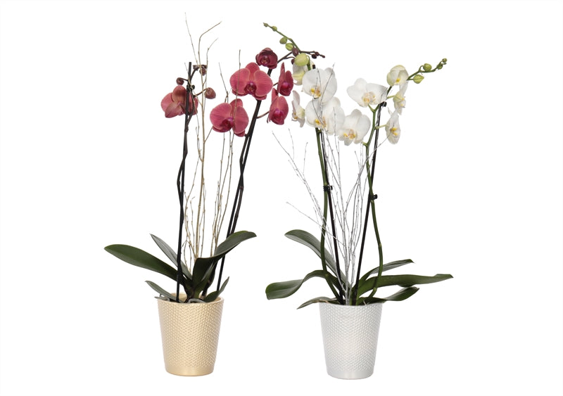 Phalaenopsis mix 55cm 12cm Pot