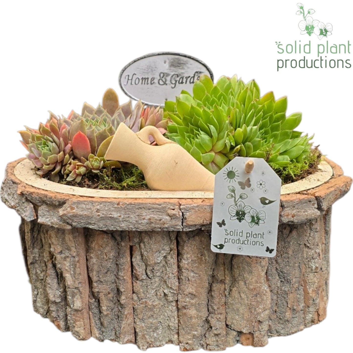 SMP030 Bark O Small Grey Sempervivum 19cm 22cm Pot