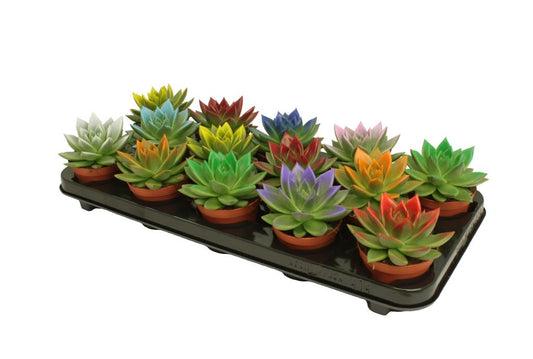 Echeveria colored festival mix 11cm Special Pot (508)
