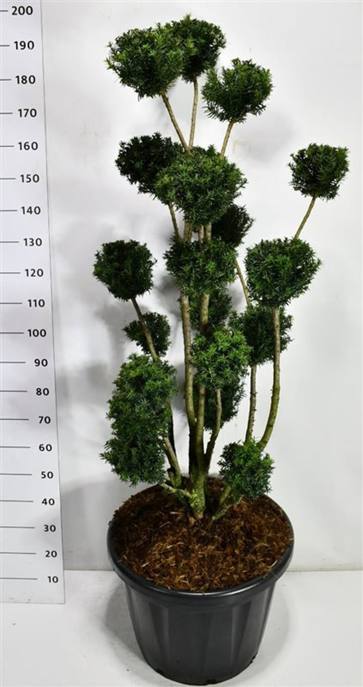 Taxus media Hicksii 200cm 58cm Pot