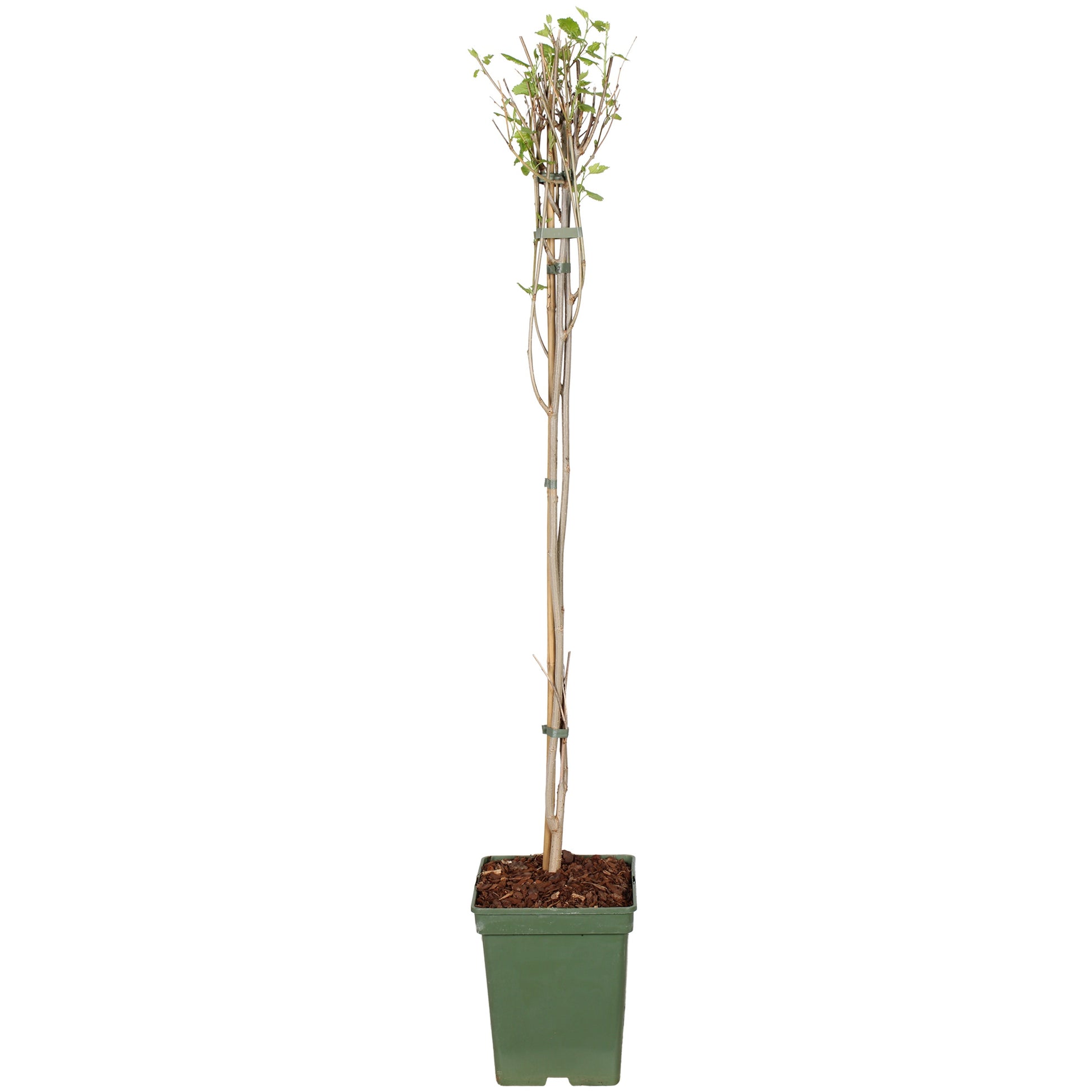 Morus nigra 100cm 23cm Pot