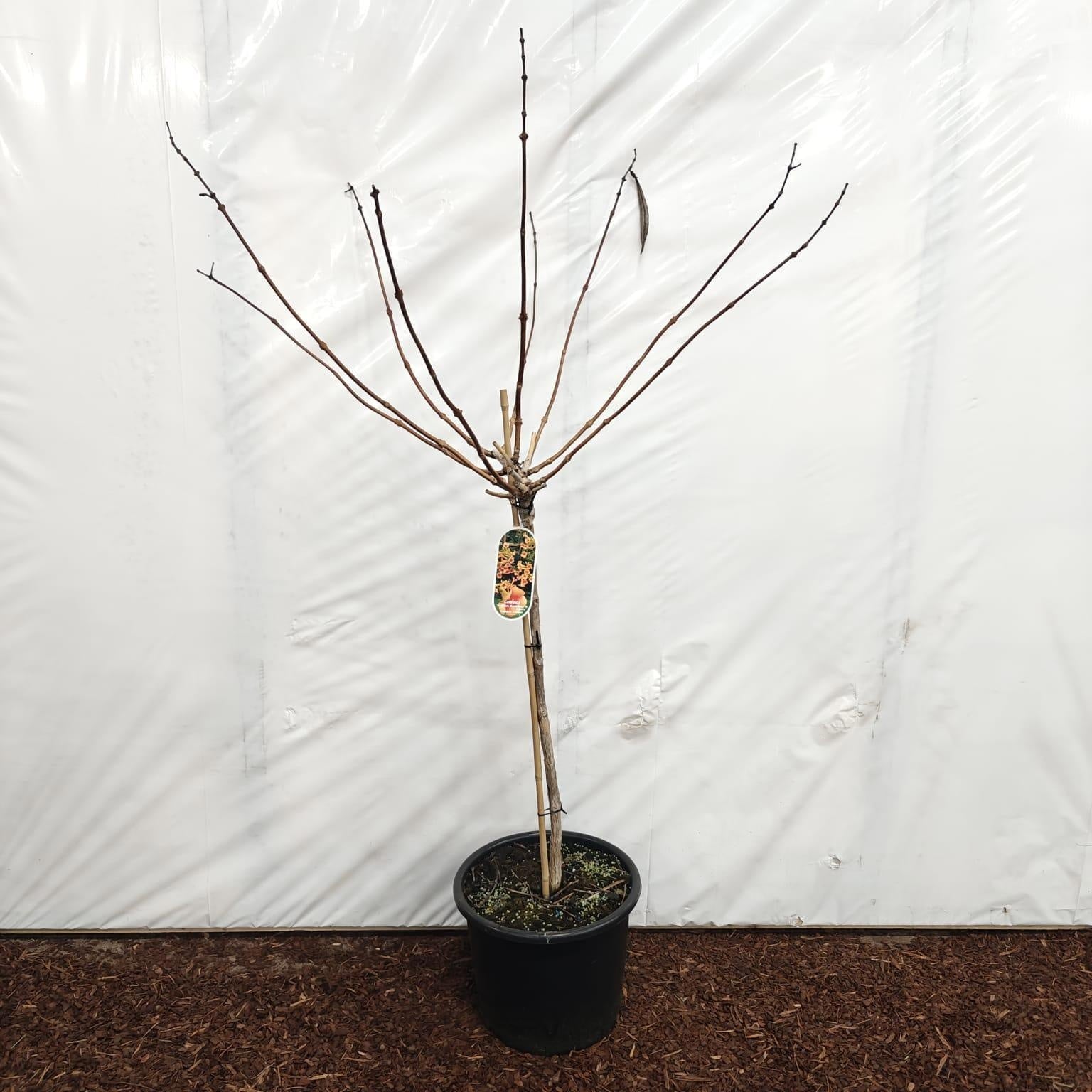 Campsis tag. Indian Summer 150cm 32cm Pot