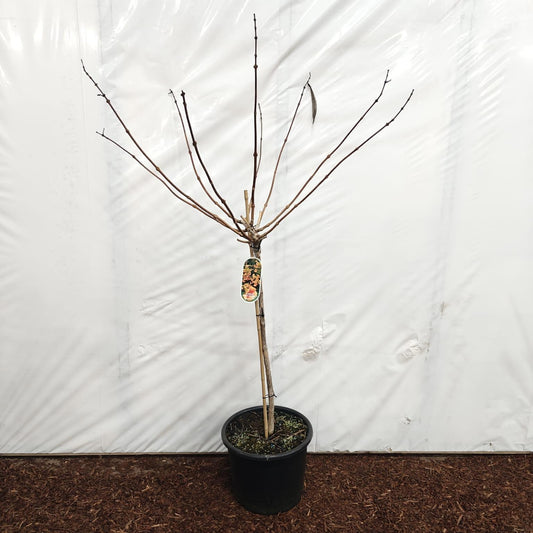 Campsis tag. Indian Summer 150cm 32cm Pot