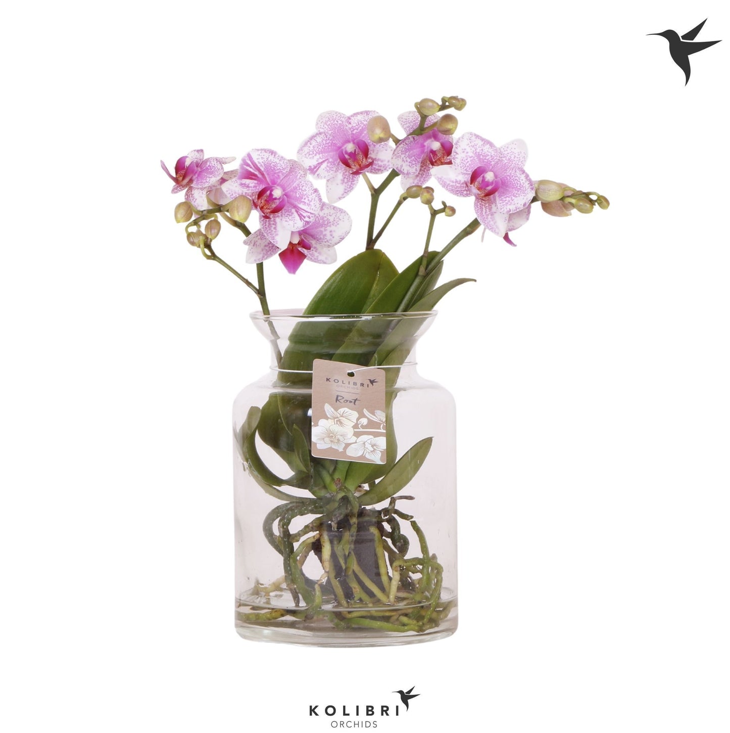 Phalaenopsis pink 50cm 16cm Pot