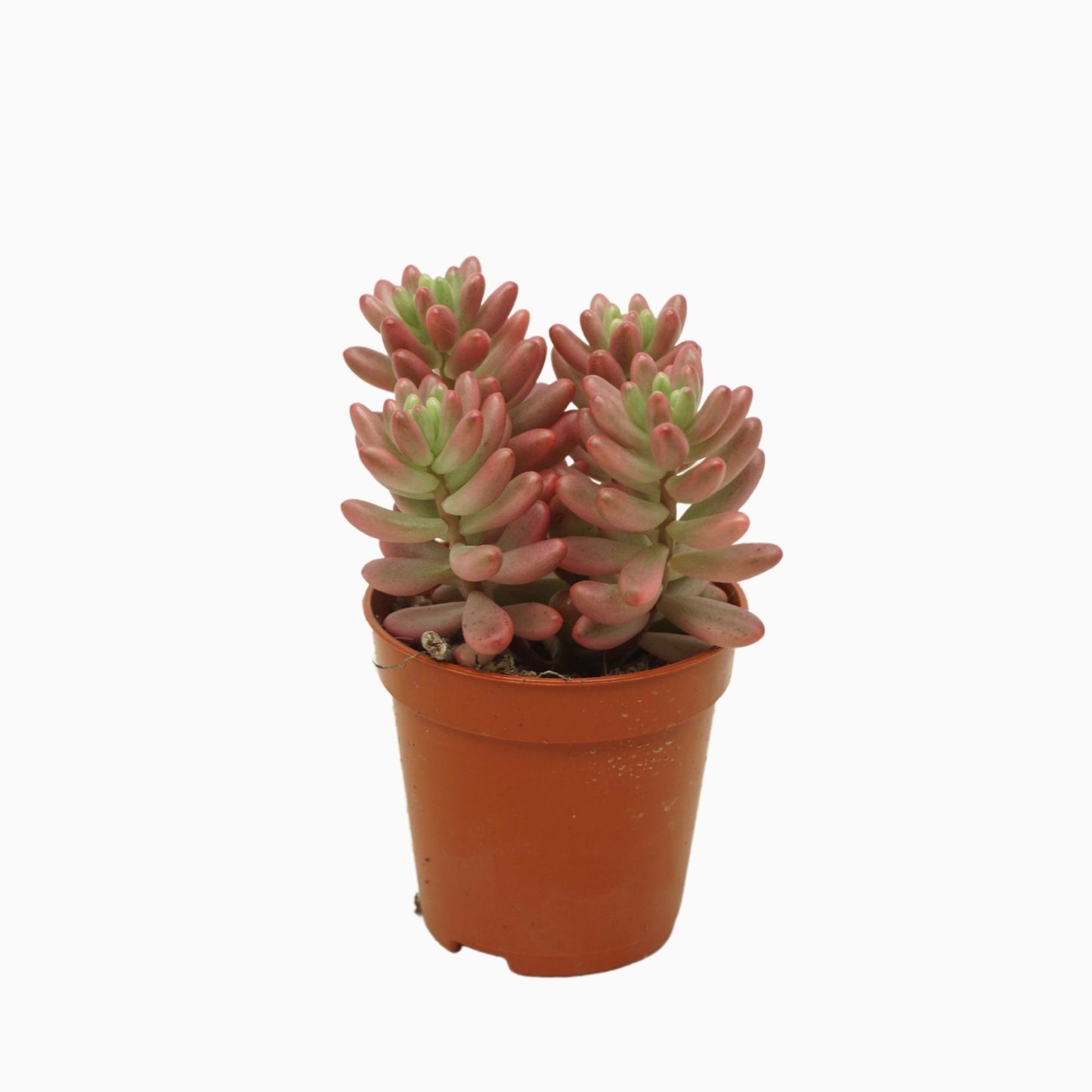 Ubink BV, hkw. Sedum Aurora Pack of 20