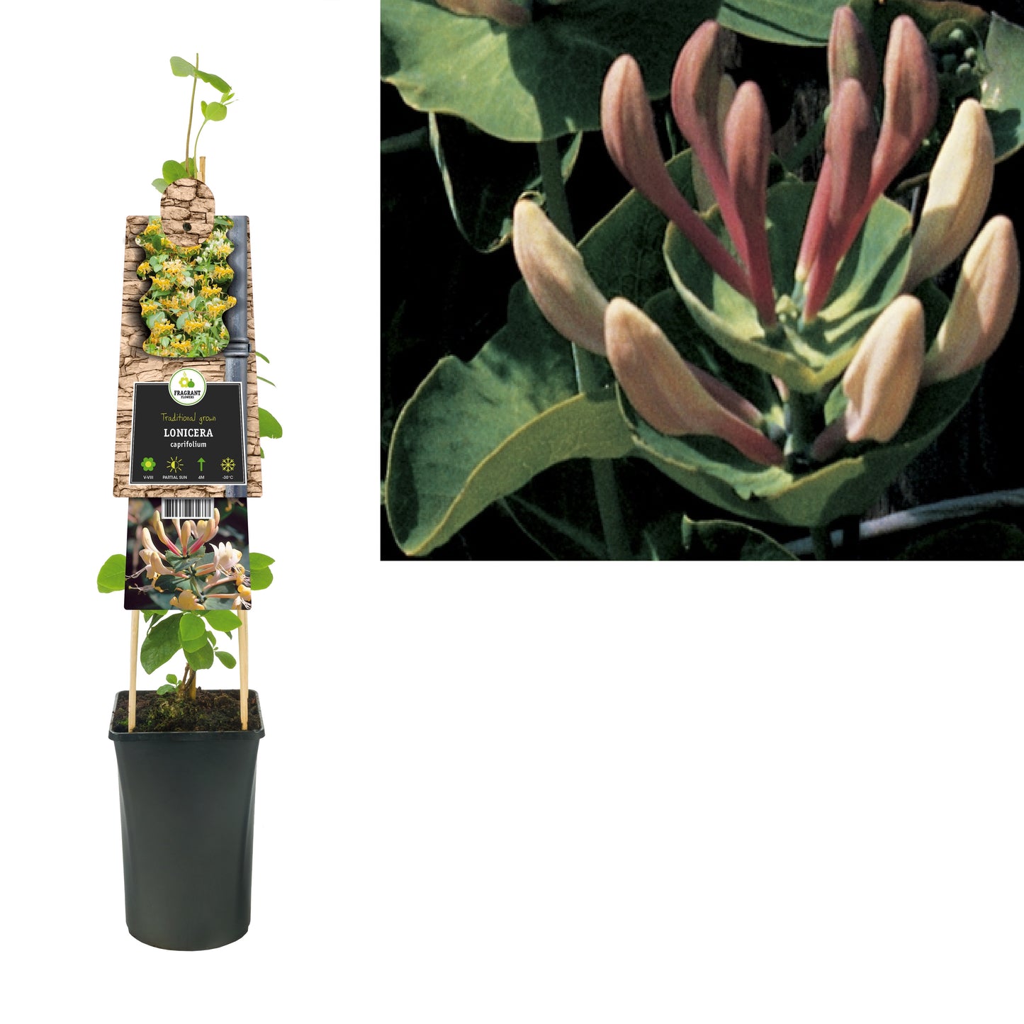 Lonicera caprifolium 75cm 17cm Pot