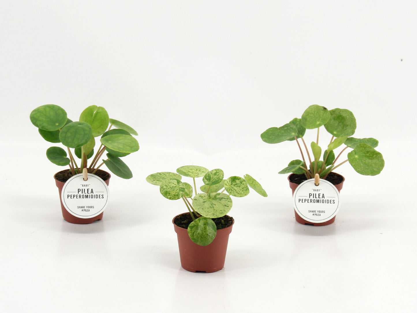 Pilea 10cm 6cm Pot