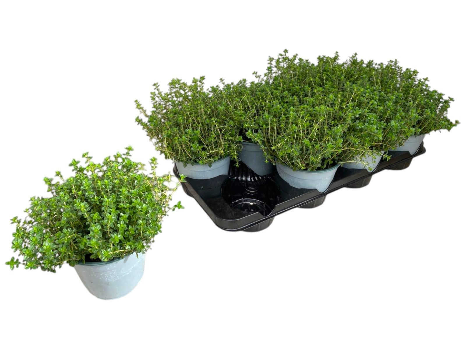 Thymus citriodorus 20cm 14cm Pot