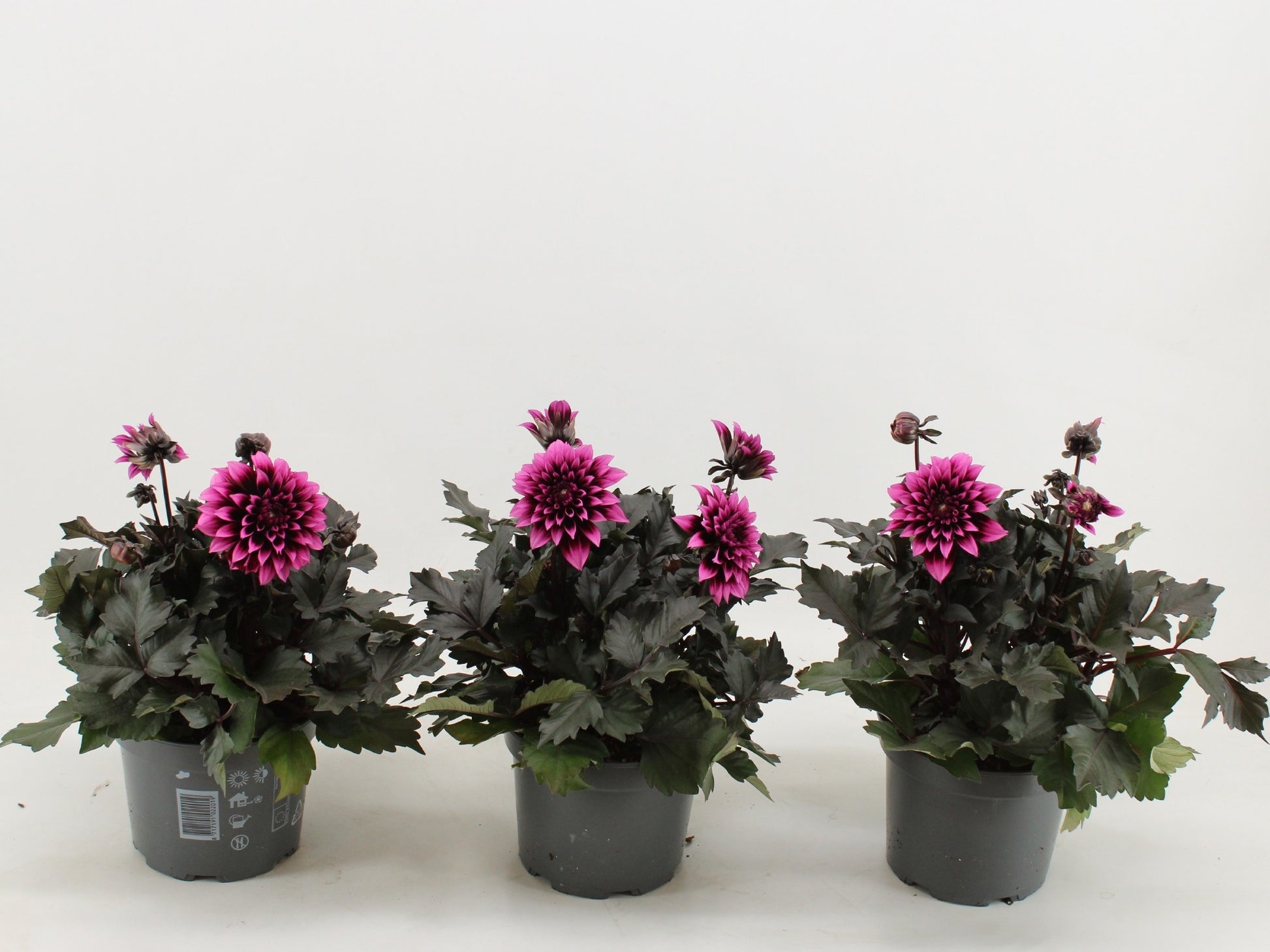 Dahlia Gardenetta Lavender 45cm 17cm Pot