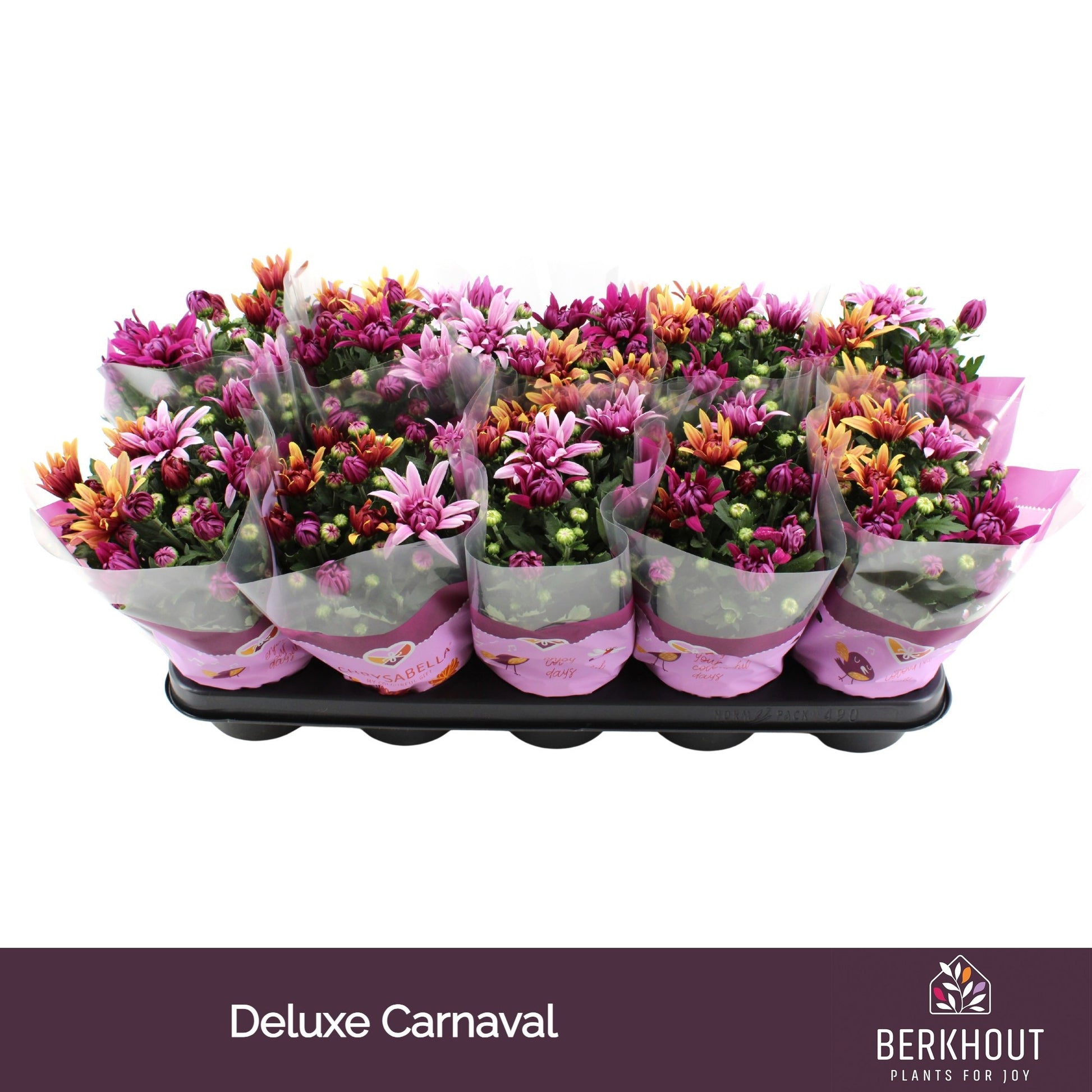 Chrysanthemum carnaval mix 26cm 12cm Pot